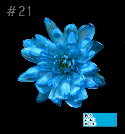 Краска для окрашивания живых цветов, цвет голубой, #21, 0,300 л
