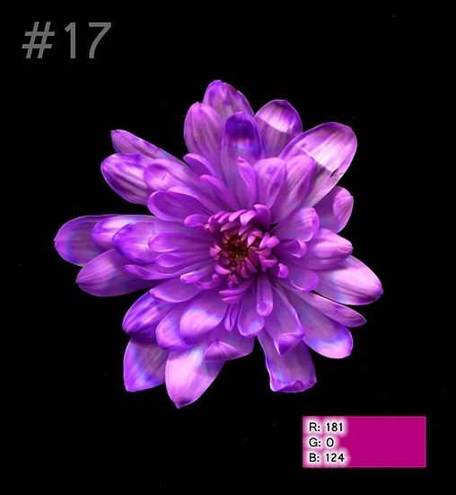 Краска для окрашивания живых цветов, цвет ярко-фиолетовый, #17, 0,300 л