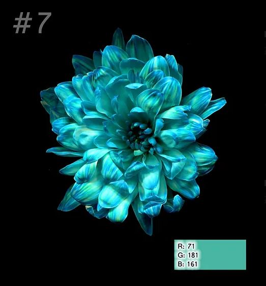 Краска для окрашивания живых цветов, цвет аква, #7, 0,300 л.