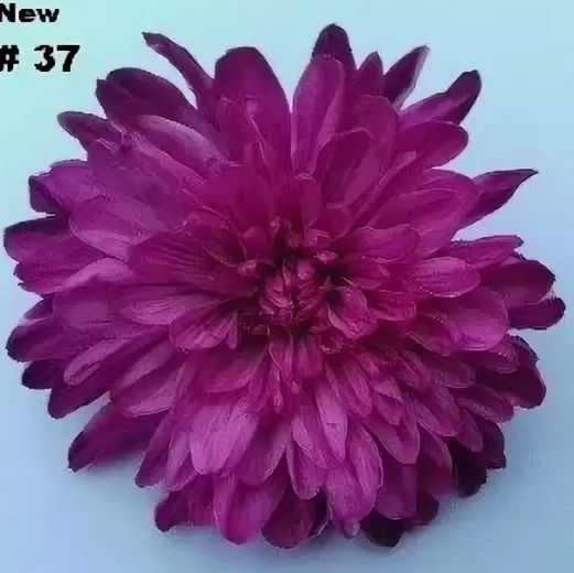 Краска для окрашивания живых цветов, цвет багровый, #37, 0,275 л.