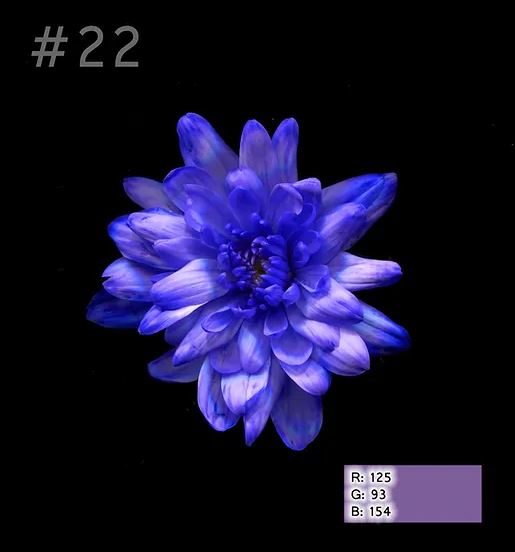 Краска для окрашивания живых цветов, цвет бриллиантовый фиолет, #22, 0,300 л