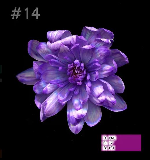 Краска для окрашивания живых цветов, цвет черничный, #14, 0,300 л