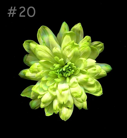 Краска для окрашивания живых цветов, цвет фисташковый, #20, 0,300 л