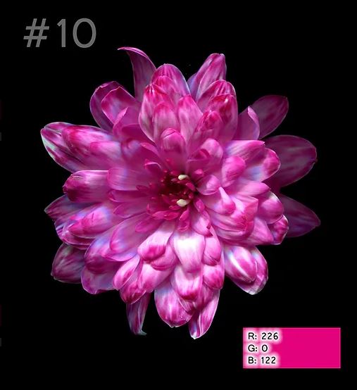 Краска для окрашивания живых цветов, цвет яркая фуксия, #10, 0,300 л