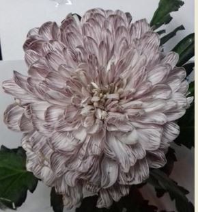 Краска для окрашивания живых цветов, цвет коричневый, #34, 0,275 л.