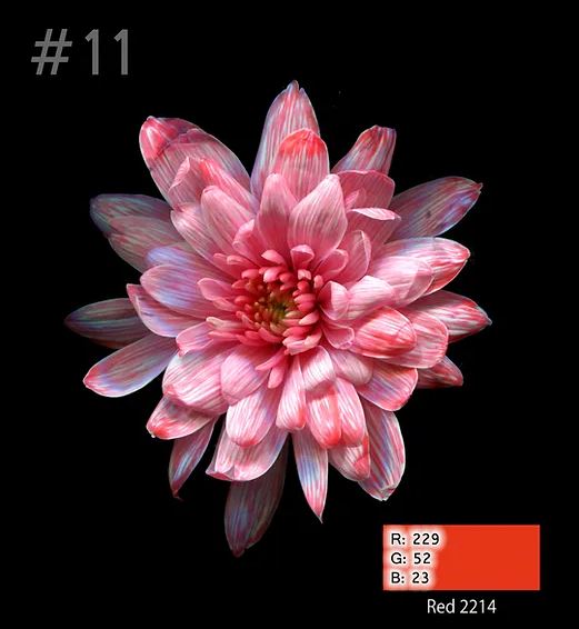 Краска для окрашивания живых цветов, цвет красный, #11, 0,300 л.