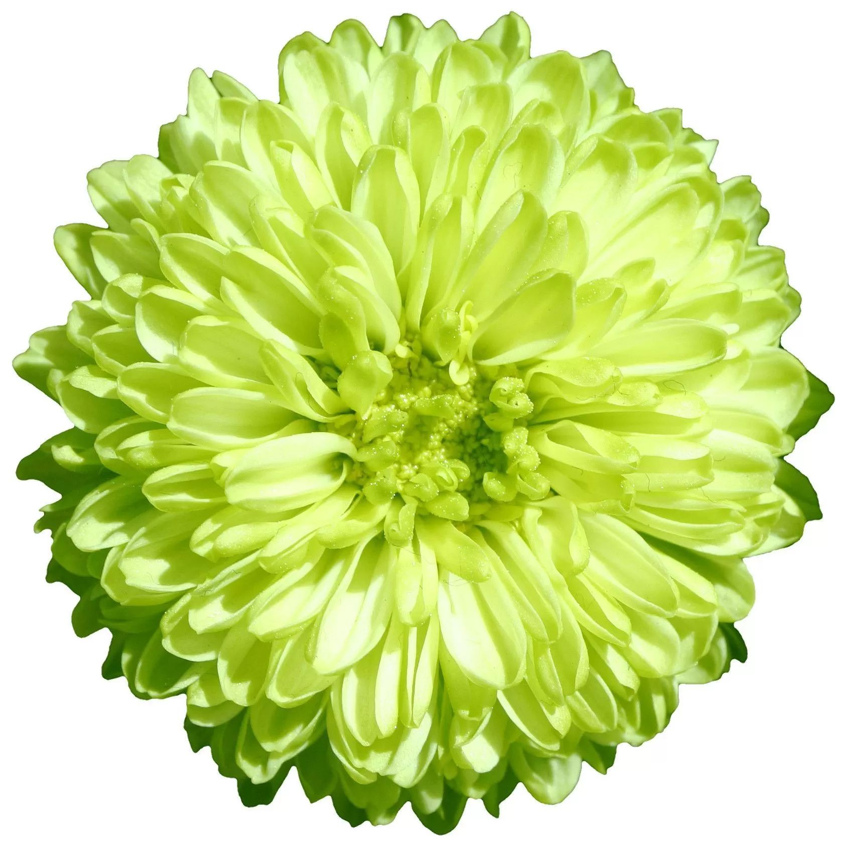 Краска для окрашивания живых цветов, цвет лайм, #38, 0,275 л.