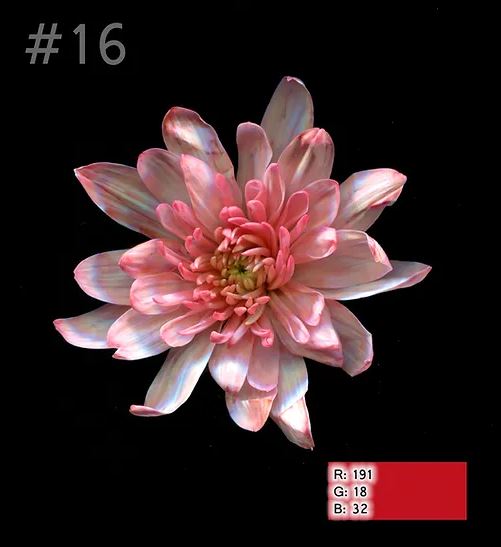 Краска для окрашивания живых цветов, цвет насыщенный гранат, #16, 0,300 л