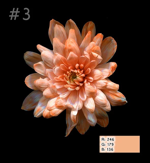 Краска для окрашивания живых цветов, цвет персиковый, #3, 0,300 л