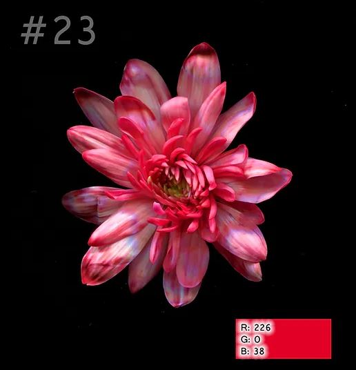 Краска для окрашивания живых цветов, цвет рождественский красный, #23, 0,300 л