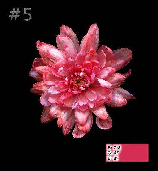 Краска для окрашивания живых цветов, цвет вишневый, #5, 0,300 л