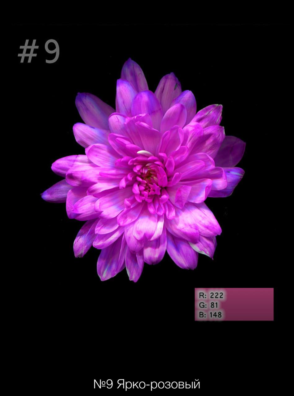 Краска для окрашивания живых цветов, цвет ярко-розовый, #9, 0,300 л