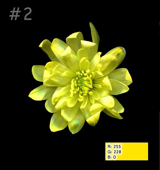 Краска для окрашивания живых цветов, цвет желтый, #2, 0,300 л